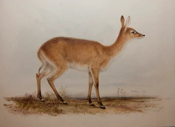 Roter Lechwe, 1836